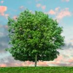 Paisaje naturaleza con árbol en pradera.