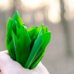 Manojo de cesped, economía circular en la empresa.