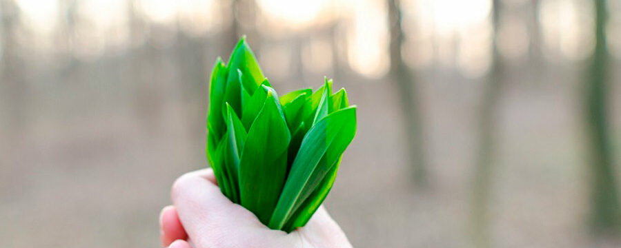 Manojo de cesped, economía circular en la empresa.